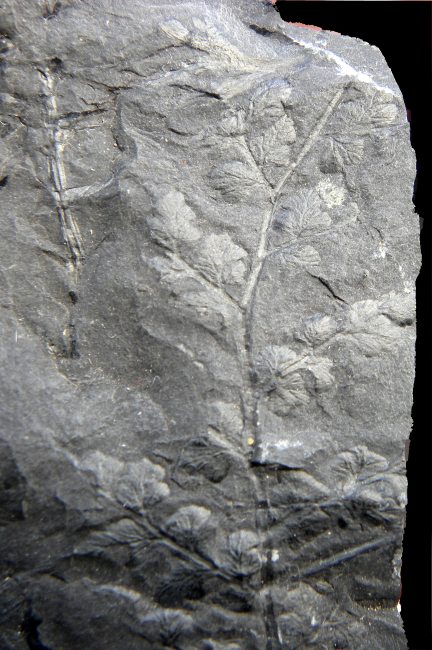 Eusphenopteris trigonophylla